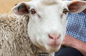 Секрет кудрявых волос помогли разгадать новозеландские овцы